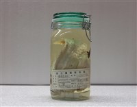 藏品(腫瘤毒鮋)的圖片